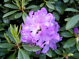 Rhododendron Hybride (lila)