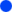 Pfingst-Veilchen blht blau