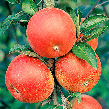 Apfelbaum Cox Orange
