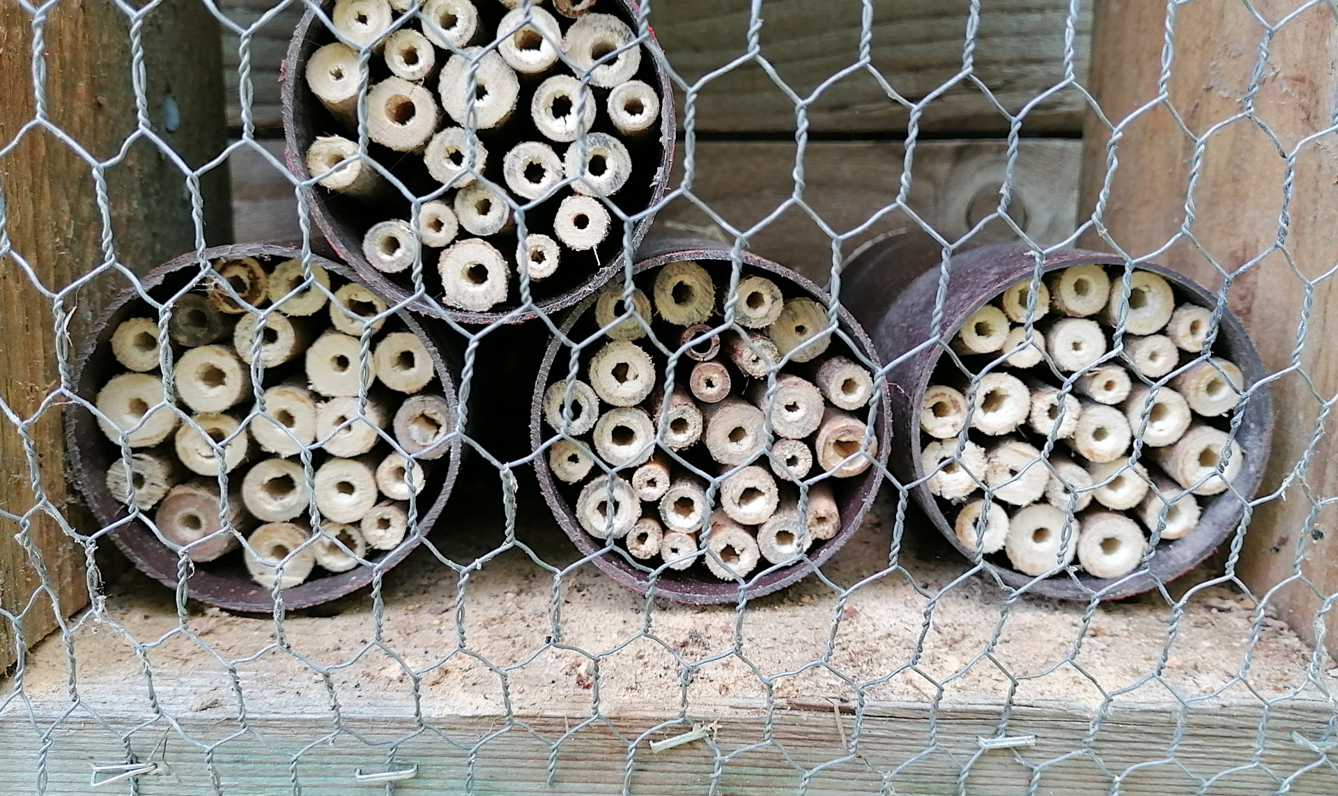 Holzrhrchen zum Nisten hinter Gitter - zum Schutz vor gefrigen  Vgeln