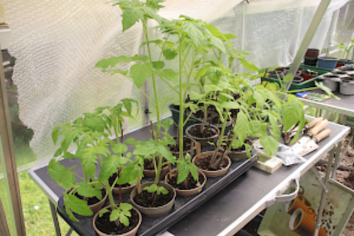 Junge Tomatenpflanzen