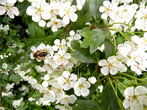 Eingriffliger Weidorn mit Bienenbesuch