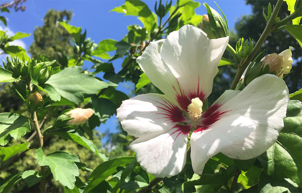 Garten-Hibiskus (bot. Hibiscus syriacus) mit weien Blten im Juli 2018