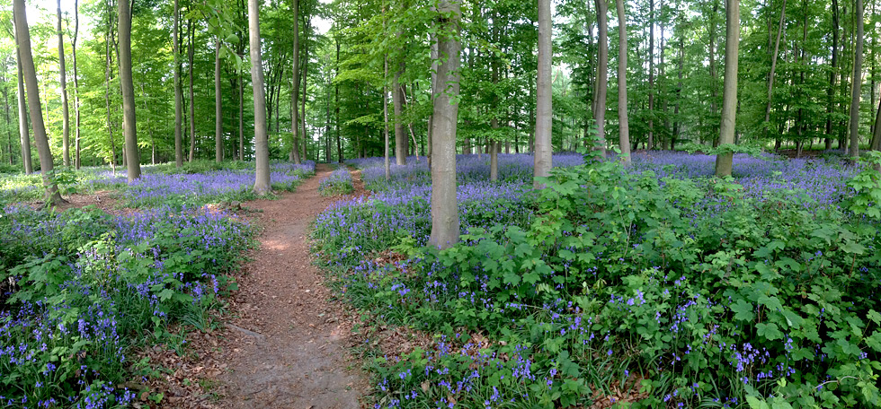 Hasenglckchen im Wald der blauen Blumen bei Doveren im Mai 2015