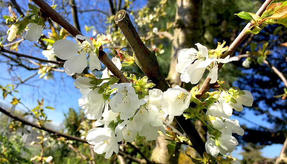 Kirschbaum-Blte am 15. April 2018 in unserem Garten