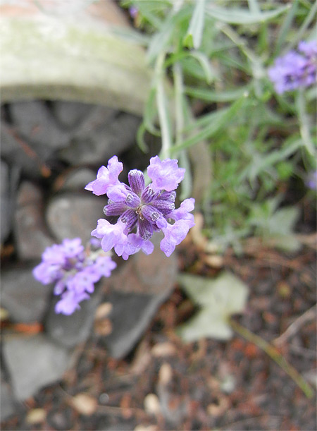 Lavendel-Blte von oben  bot. Lavandula angustifolia