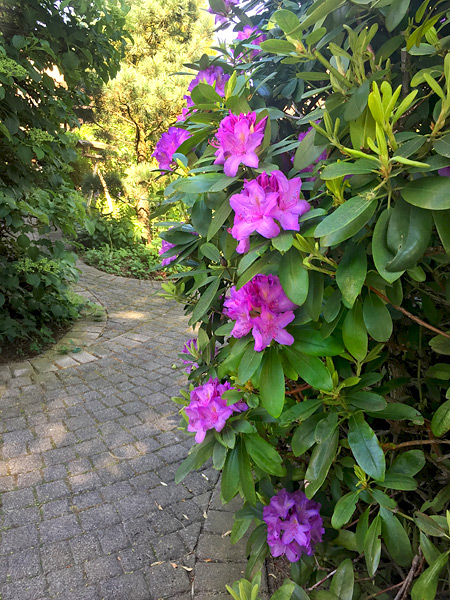 Rhododendron-Busch mit lila Blten am Wegesrand in unserem Garten (Mai 2018)