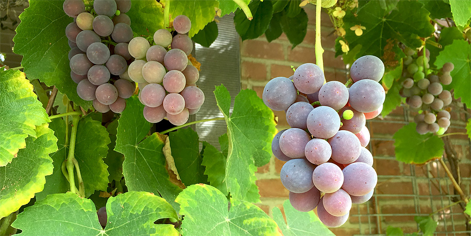 Mitte September 2018: Die Weinbltter nehmen schon eine herbstliche Frbung an, whrend die Trauben sich noch ein wenig Zeit lassen mit dem Heranreifen ...