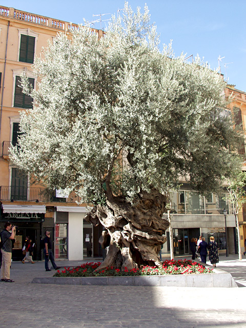 Uralter Olivenbaum in Palma (Mallorca)