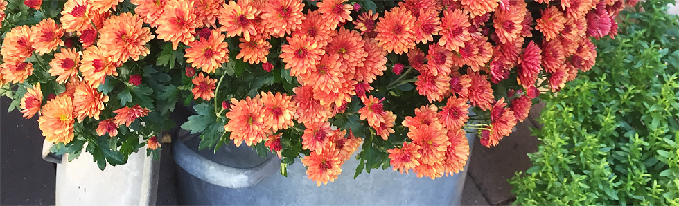 Orange-farbene Chrysanthemen vor unserer Haustre im Oktober 2017