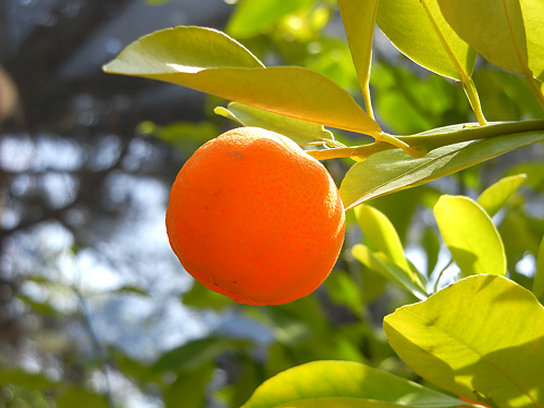 Orangenbumchen Calamondin
