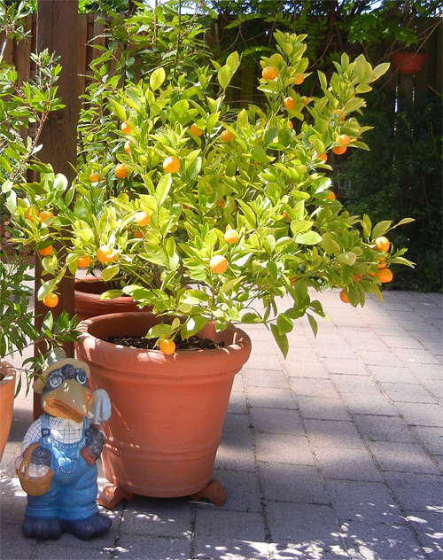 Orangenbumchen auf meiner Terrasse