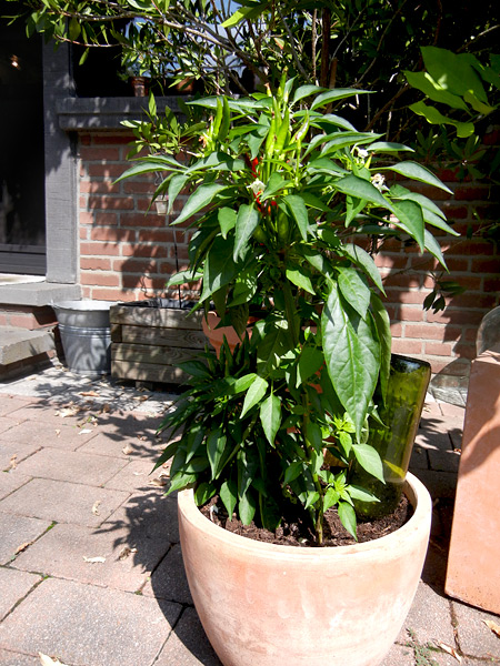 Peperoncino-Pflanze im Terracotta-Topf