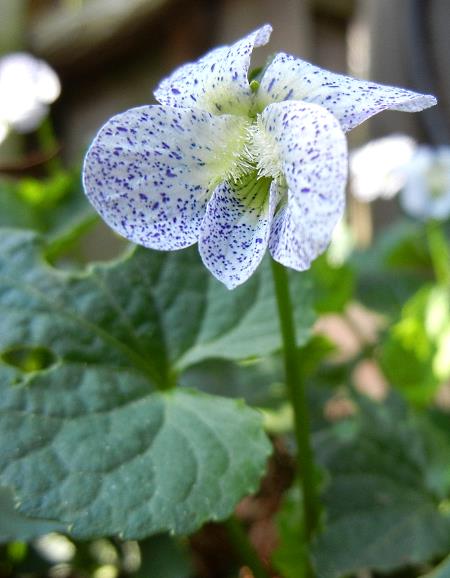 Pfingst-Veilchen-Blte Viola sororia 'Freckles'
