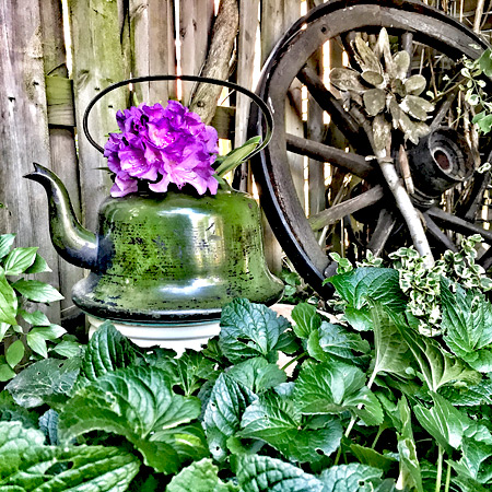 Rhododendron-Blte in einem nostalgischen Teekessel