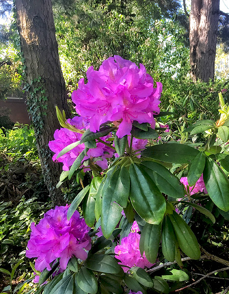 Rhododendron mit dicken lila Blten-Kugeln