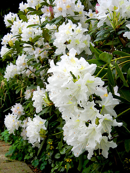 Rhododendron-Hybride mit weier Blte