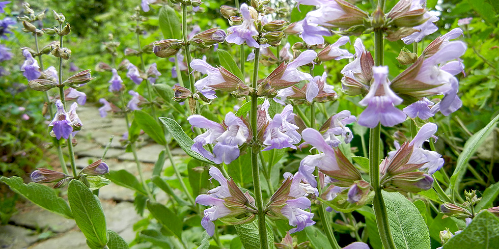 Salbei (bot. Salvia officinalis) zur Bltezeit in unserem Garten im Mai 2018