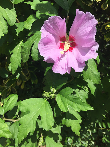 Unser pink blhender Garten-Hibiskus ... im Juli 2018