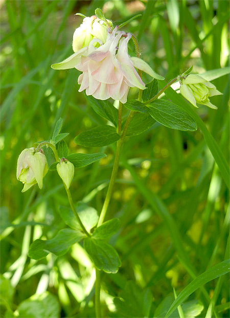 Zart rosa-wei blhende Akelei-Sorte in unserem Garten im Mai 2018