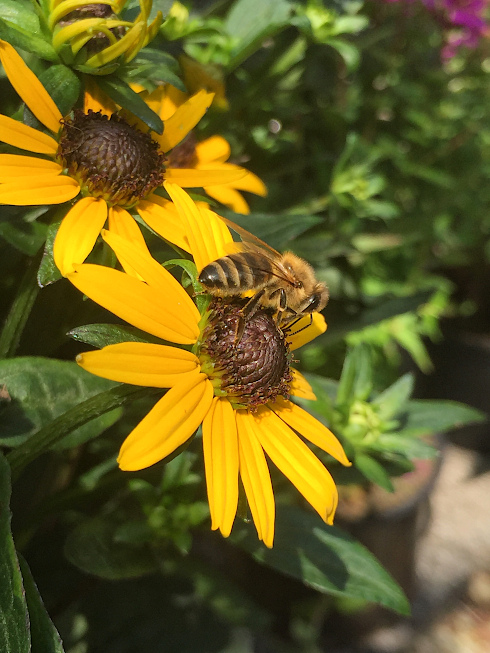 Honigbiene in meinem Garten auf einer Sonnenhut-Blte (August 2019)