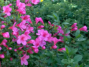 Azalee mit rosa Blüten