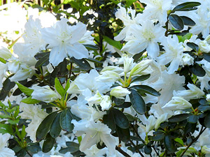 Azalee mit weißen Blüten