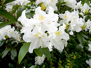 Rhododendron Hybride (weiß)