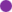 Pracht-Storchschnabel blüht lila