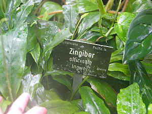 Wintergarten-Pflanzen