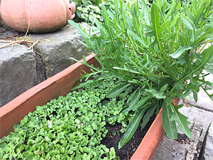 Salat aus dem Garten (wild und kultiviert)