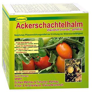 Ackerschachtelhalm (Equisetum arvense) natürliches Pflanzenstärkungsmittel