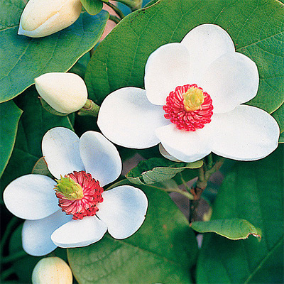 Sommermagnolie (Pflanze) Magnolia sieboldii