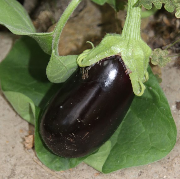 Aubergine