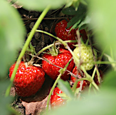 Frische Erdbeeren...lecker!!!