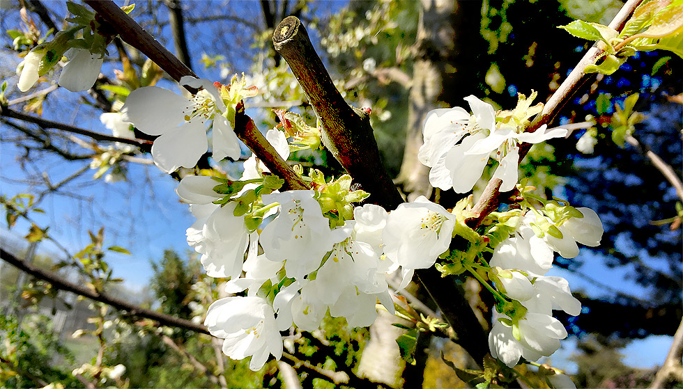 Kirschbaumblüten und Frühlingsduft in meinem Outdoor-Büro :-)