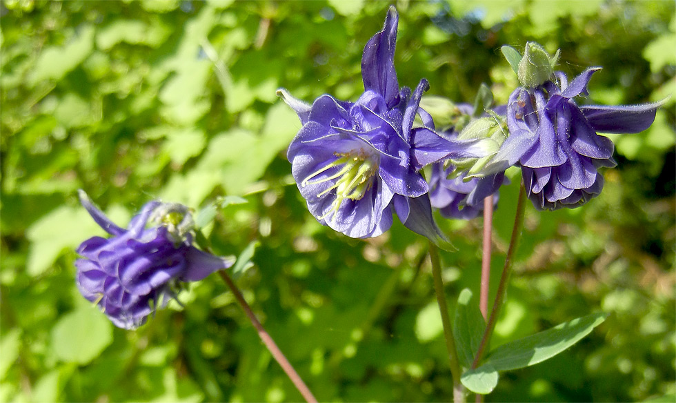 Akelei zur Blütezeit in unserem Garten im Mai 2018