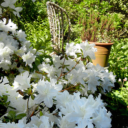 Azalee mit weißen Blüten in unserem Vorgarten (Mai 2018)