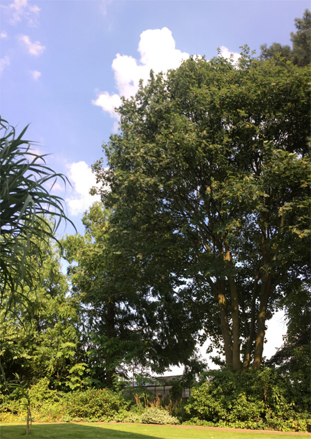 Berg-Ahorn (bot. Acer pseudoplatanus) in unserem Garten ... im Juli 2018