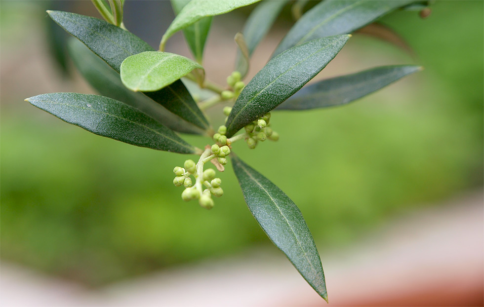 Blätter und Früchte an unserem Olivenbaum