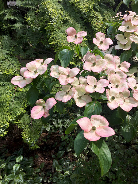 Blühender Blumen-Hartriegel im Juni 2016 in unserem Garten
