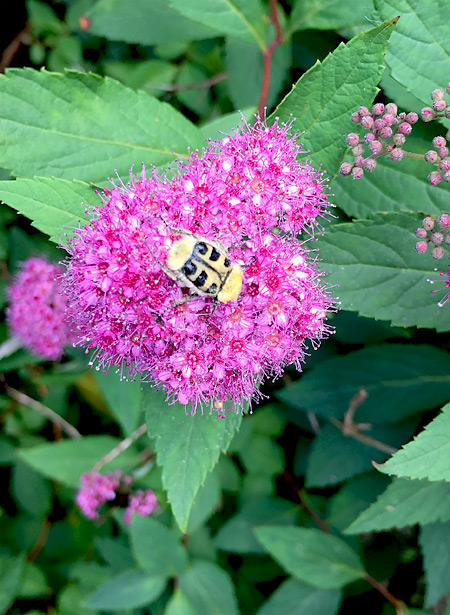 Eigenartiges Insekt auf einer Blüte meiner Sommer-Spiere