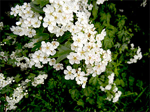 Eingriffliger Weißdorn Blütenpracht im Mai