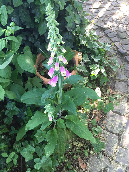 Fingerhut-Pflanze (Blüten und Blätter)