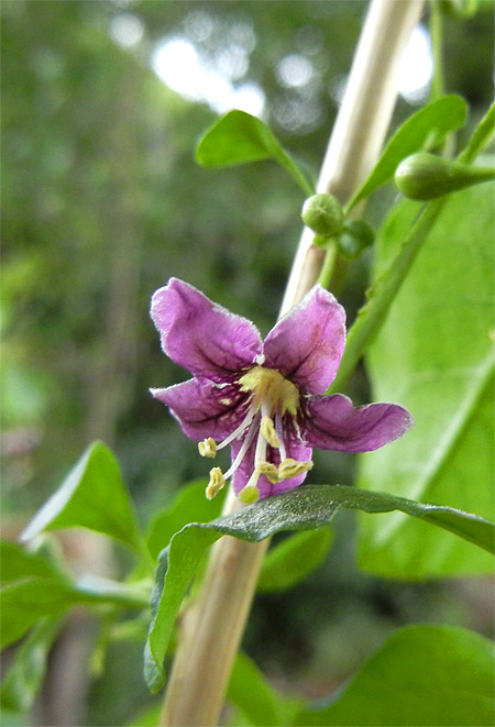 Goji-Beeren-Blüte