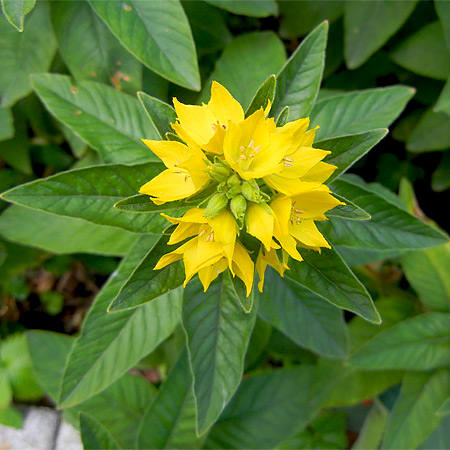 Goldfelberich-Blütenstand von oben