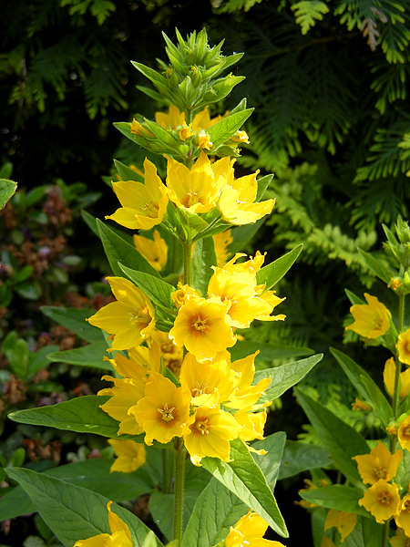 Goldfelberich-Blüte (bot. Lysimachia punctata) in unserem Garten im Juni 2018