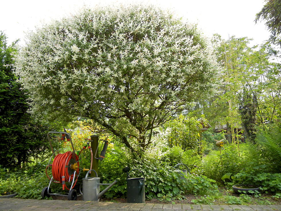 Harlekinweide (bot. Salix integra 'Hakuro Nishiki' ) in unserem Garten