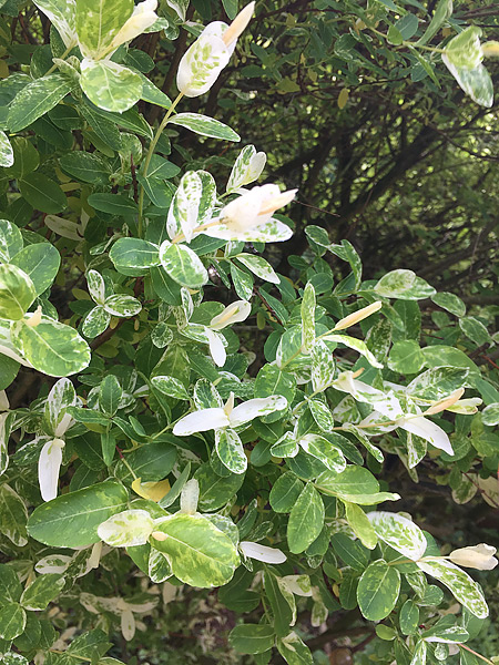 Grün-weiß panaschierte Blätter der Harlekinweide