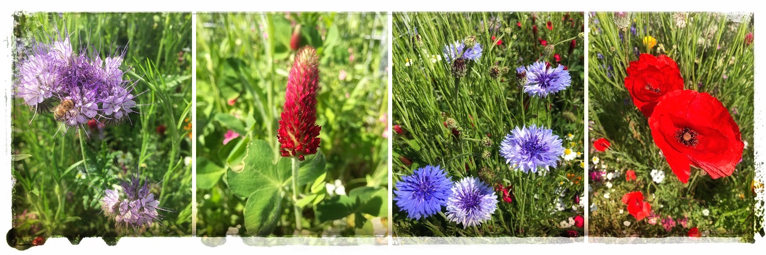 Impressionen meiner Wildblumenwiese im Mai/Juni/Juli 2020